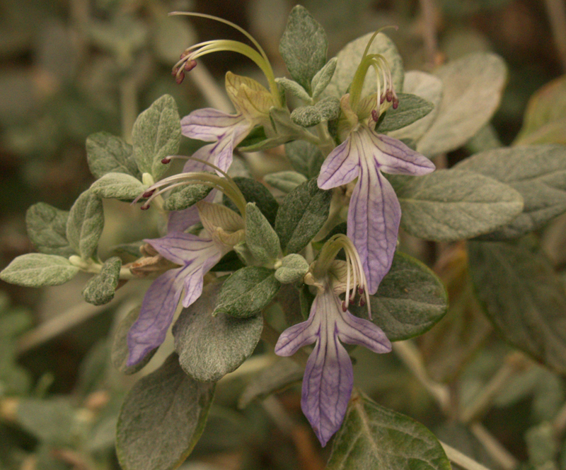 Silver germander flowers 