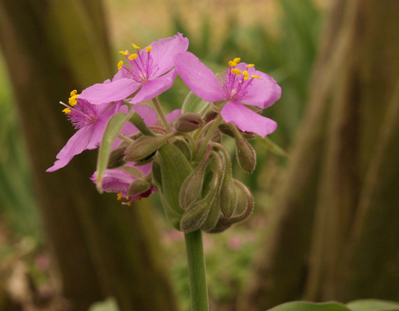 Spiderwort gigantea in Austin Texas