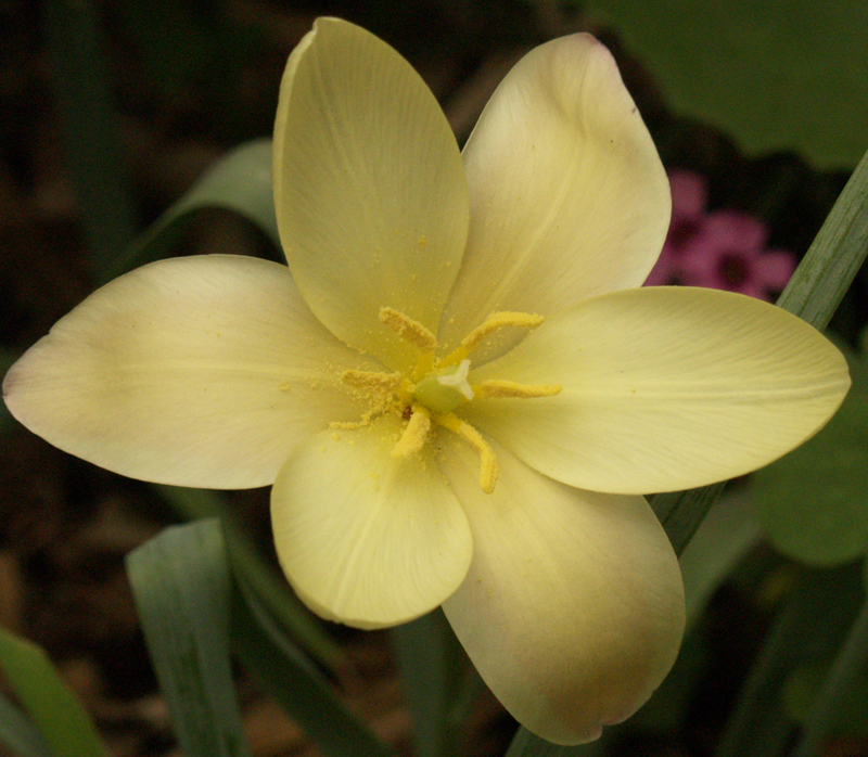Clusiana tulip 'Tinka' 