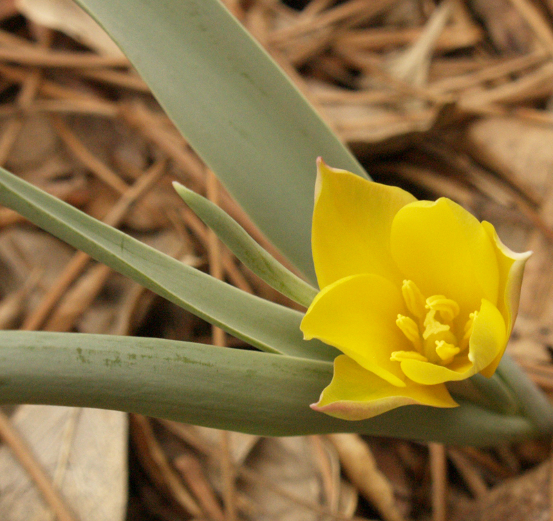 Clusiana tulip 'Tubergen's Gem'