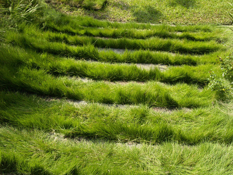 Palisades zoysia in strips 