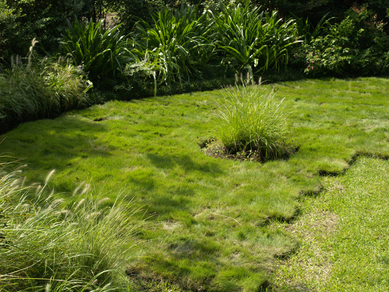 Palisades zoysia compared to St. Augustine 