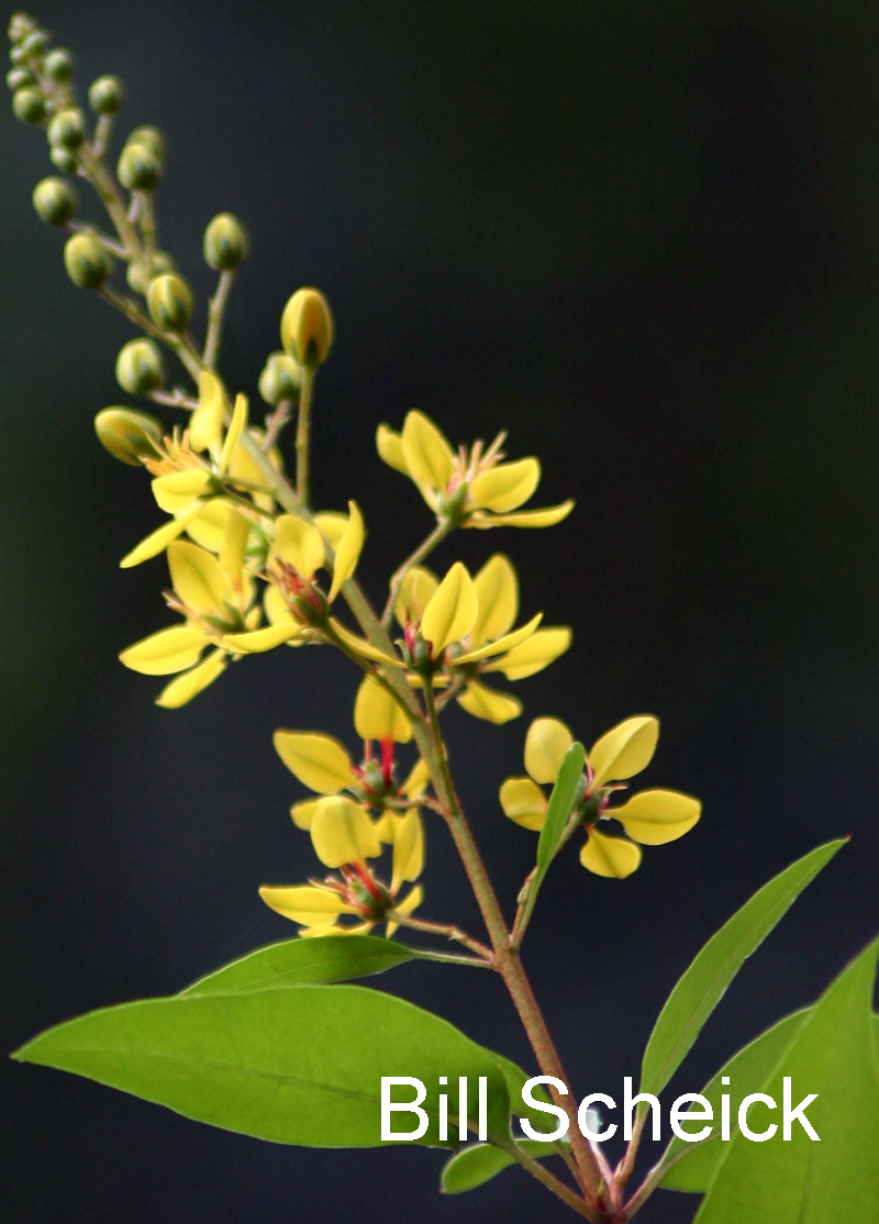 Golden thryallis Galphimia gracilis 