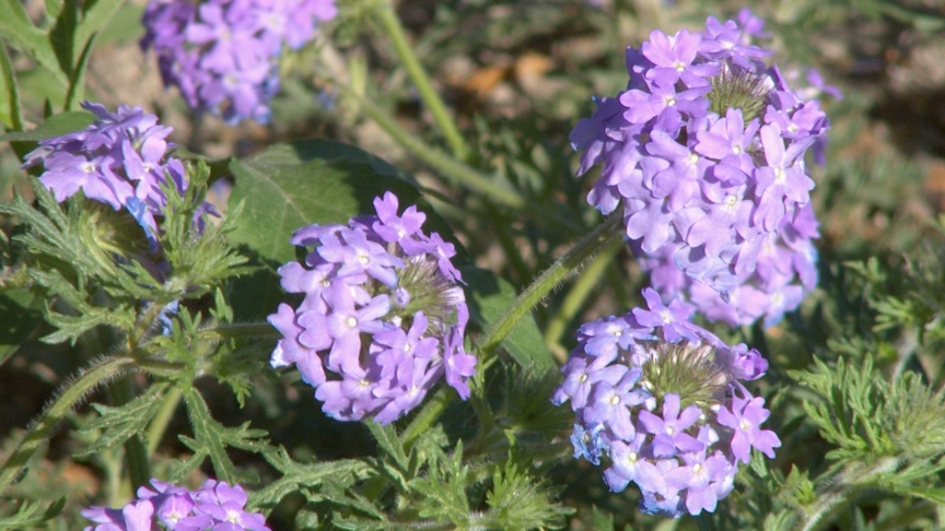 Prairie verbena (Glandularia binnatifida)