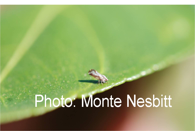 Asian citrus psyllid Asian citrus psyllid