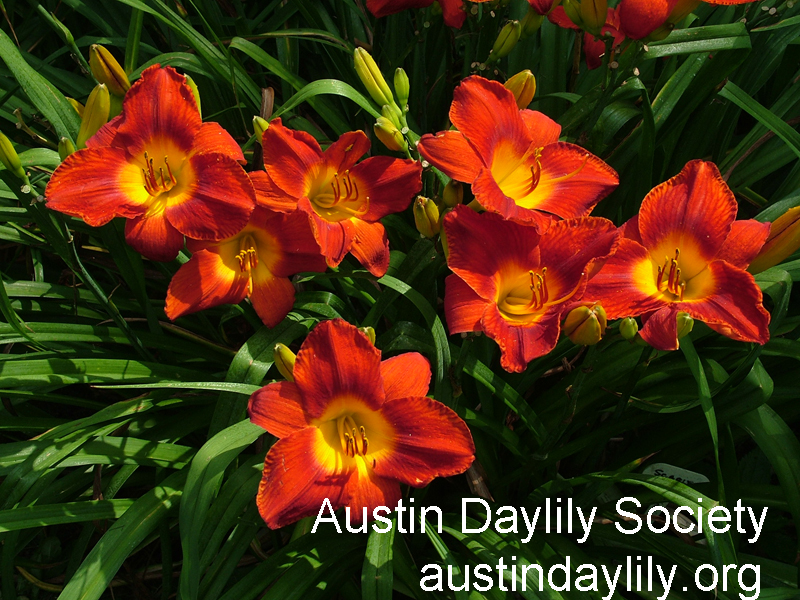 Scarlet Pansy daylily, Austin Daylily Society