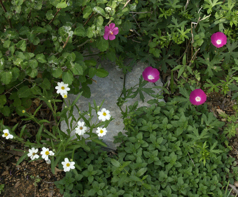 Blackfoot daisy, winecup, rock rose and oregano