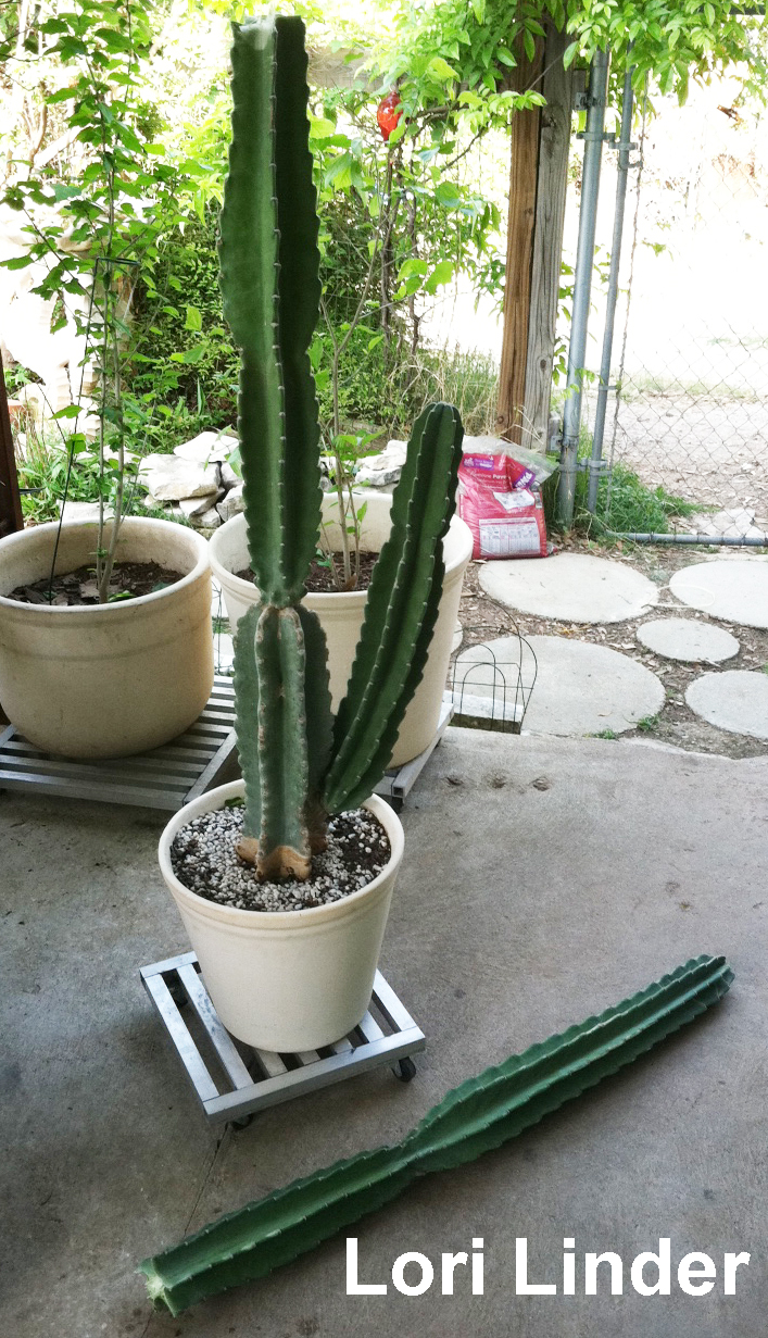 Cereus peruvianus propagation 