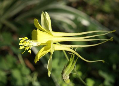 Gold columbine