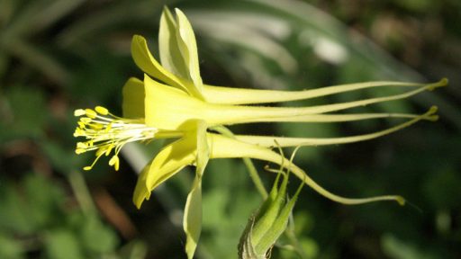 Gold columbine