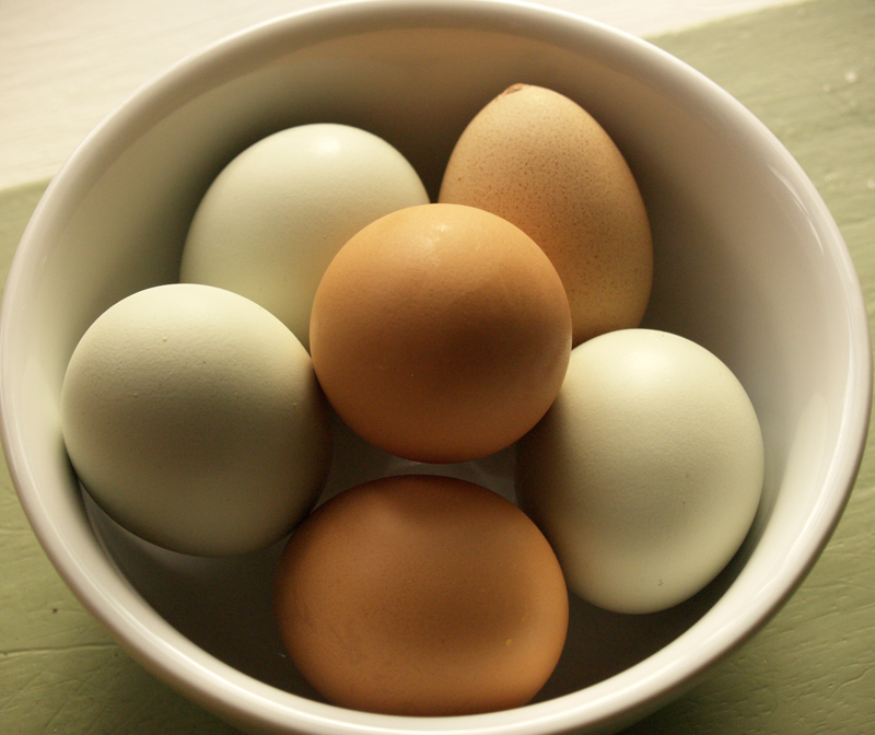 backyard chicken eggs backyard chicken eggs