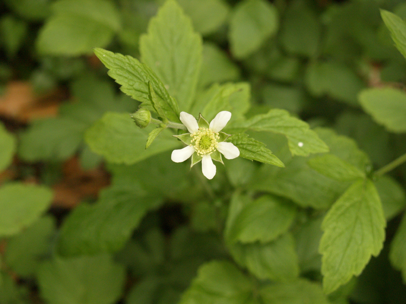 White Avens (Geum) flower 