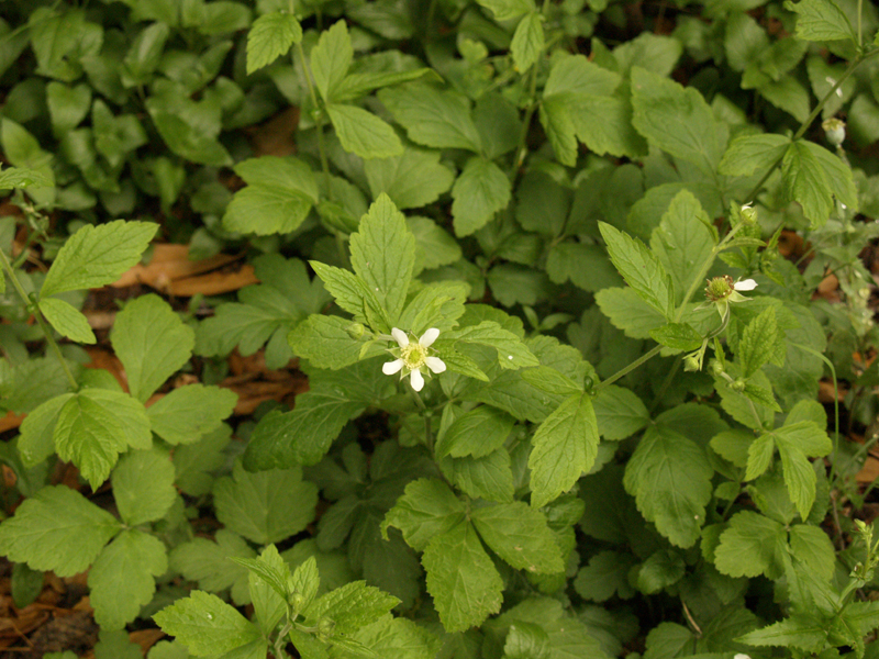 White Avens (geum) 