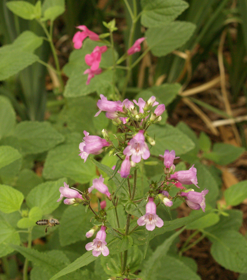 Bee on Gulf Coast penstemon with Salvia microphylla 'La Trinidad Pink