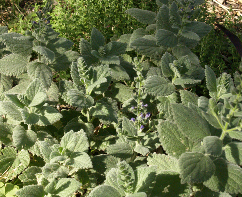 Heartleaf skullcap with Pink skullcap