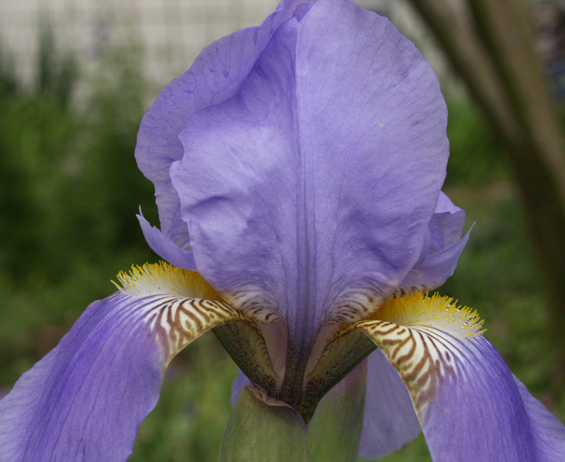 Lavender bearded iris 