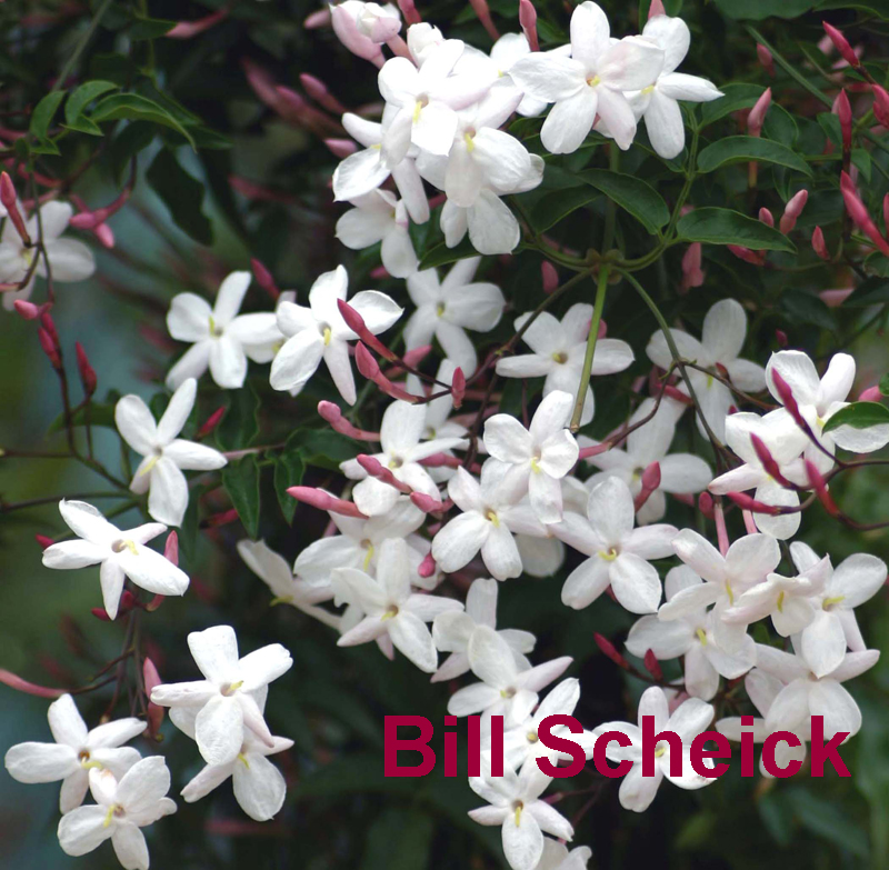 Pink jasmine (Jasminum polyanthum)