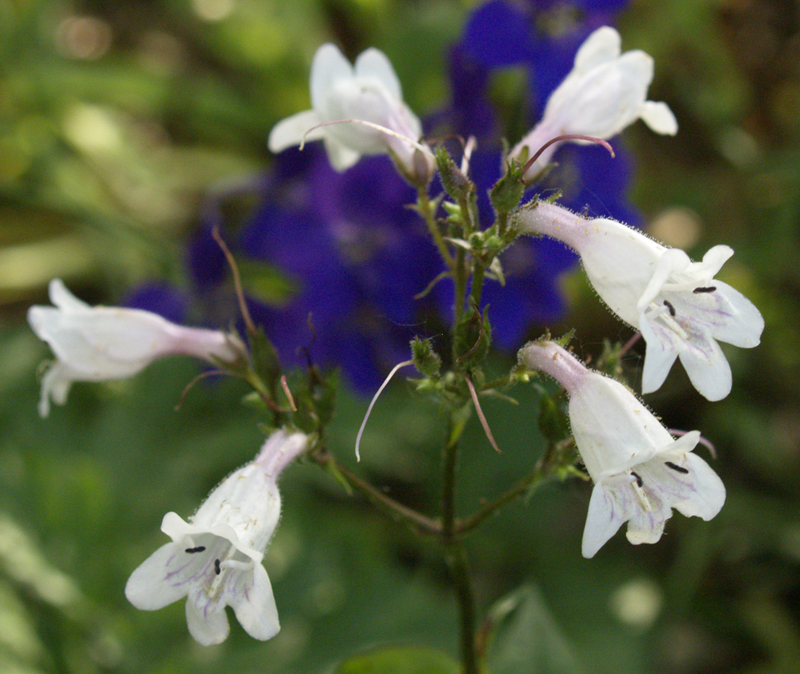 Penstemon cobaea