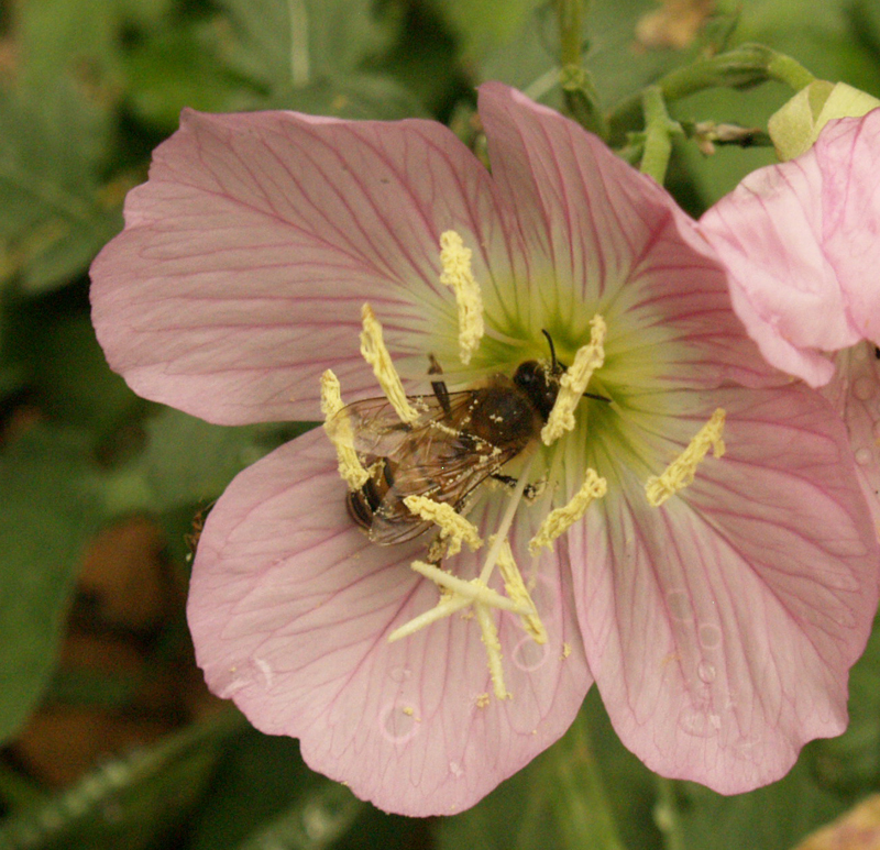 Pink evening primrose with bee Pink evening primrose with bee