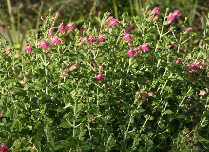 Pink skullcap, Scutellaria suffrutesscens