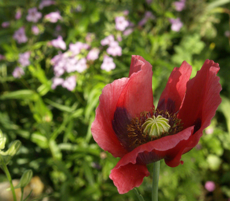 Poppy with Gulf Coast penstemon