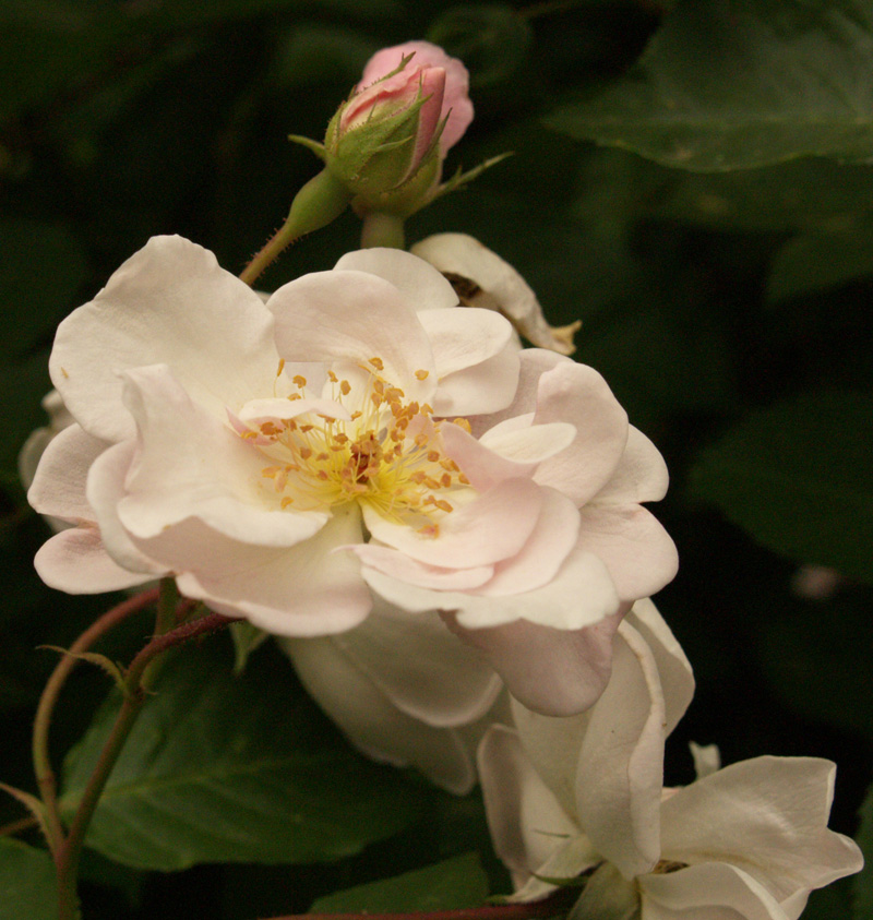 Marie Pavie rose