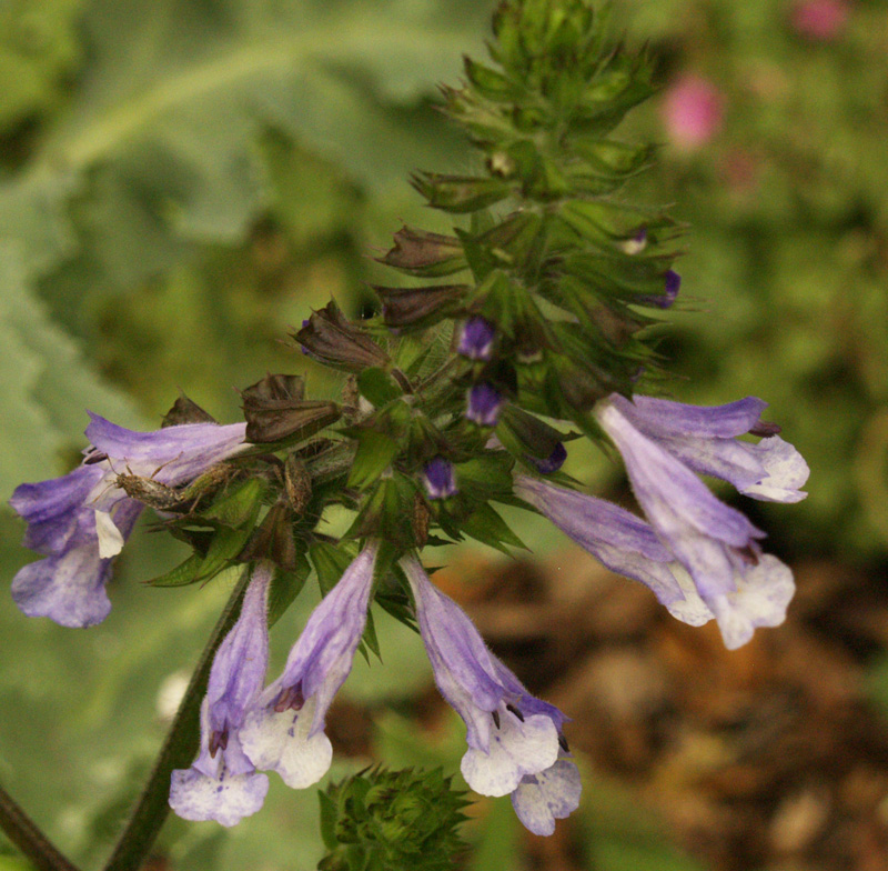 Salvia lyrata