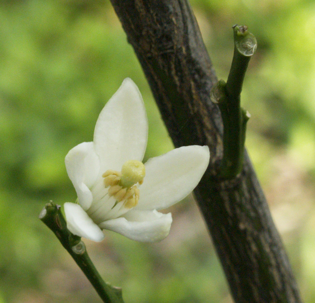 Satsuma orange flower