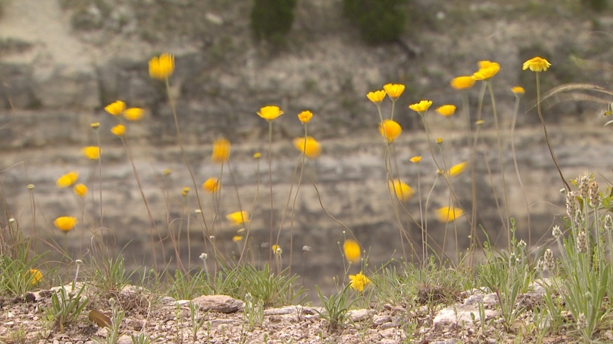 Four-nerve daisy growing in rock