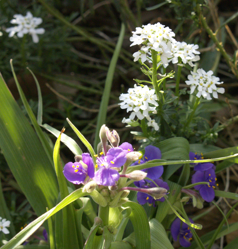 Spiderwort with iberis