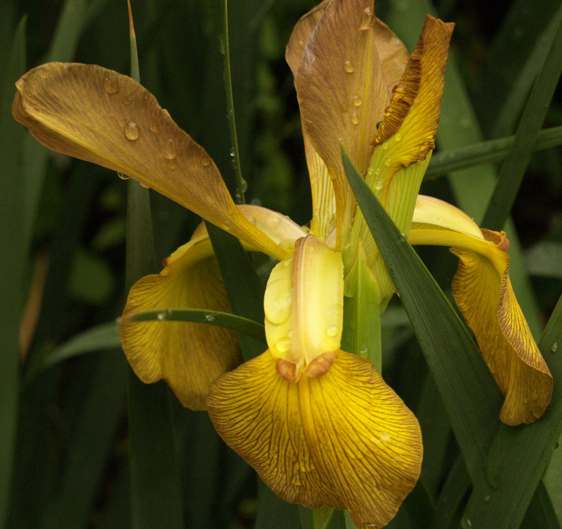 Gold spuria iris central texas