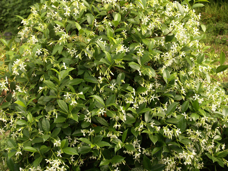 Star jasmine trained as shrub