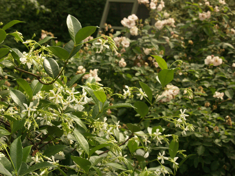 Star, Confederate jasmine with Marie Pavie rose