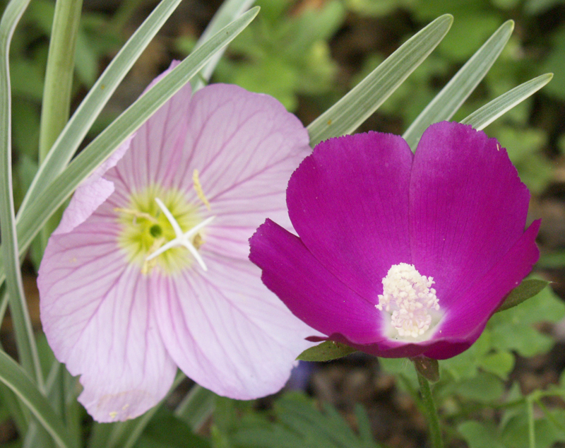 wine cup with pink evening primrose