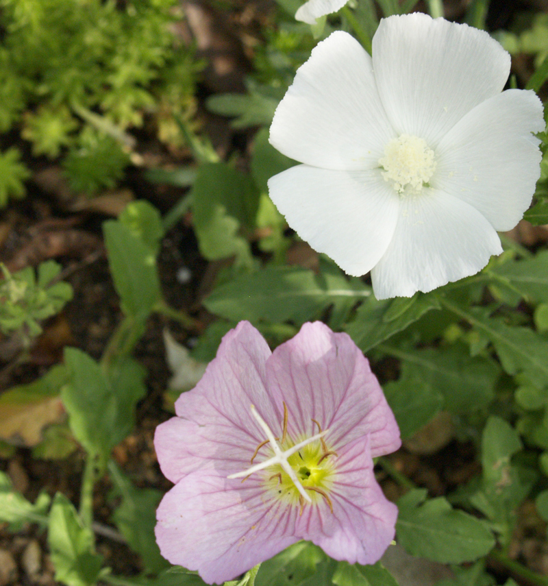 White winecup with pink evening primrose White winecup with pink evening primrose