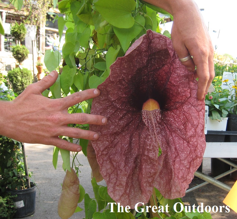 Giant Dutchman’s Pipe (Aristolochia gigantea) Giant Dutchman’s Pipe (Aristolochia gigantea)