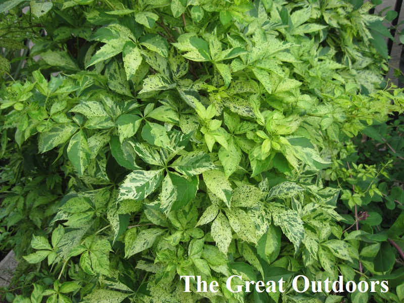 Variegated Virginia creeper Variegated Virginia creeper