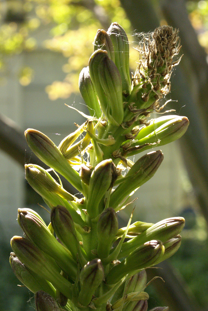 Agave celsii flower buds