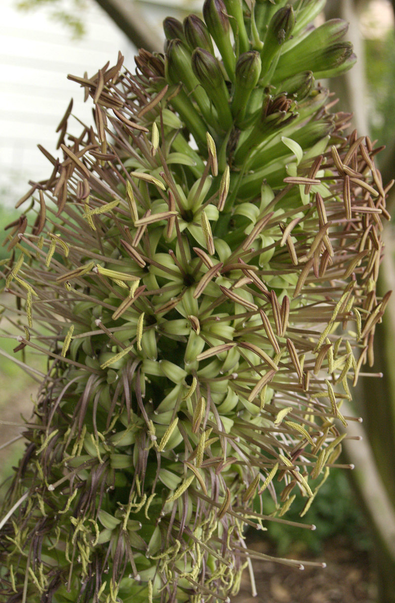 Agave celsii flowers