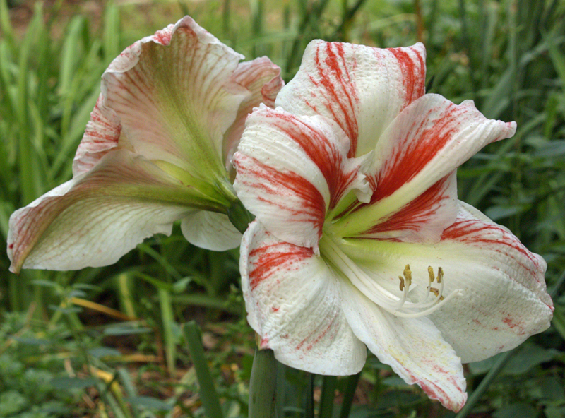 Amaryllis 