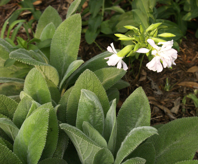 Bouncing bet with 'Helen von Stein' lambs ears