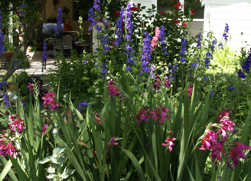 Byzantine gladiolus and larkspur