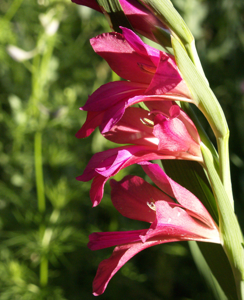 Byzantine gladiolus 