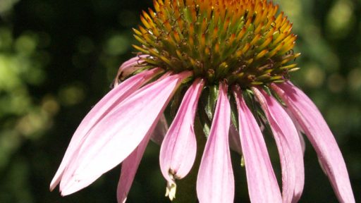 Purple coneflower