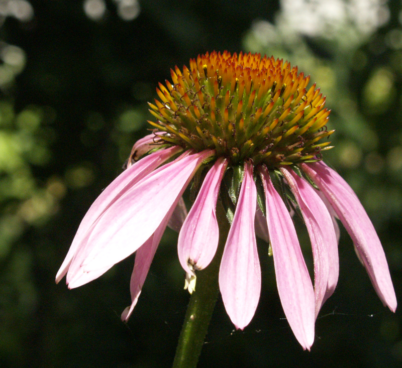 Purple coneflower Purple coneflower