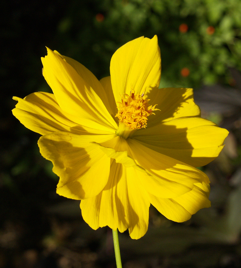 Yellow cosmos 