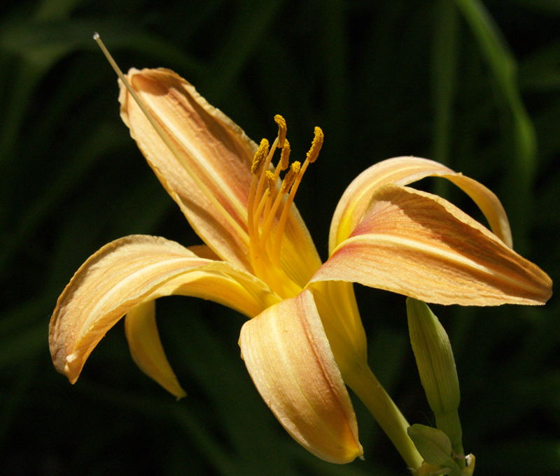 Tawny daylily