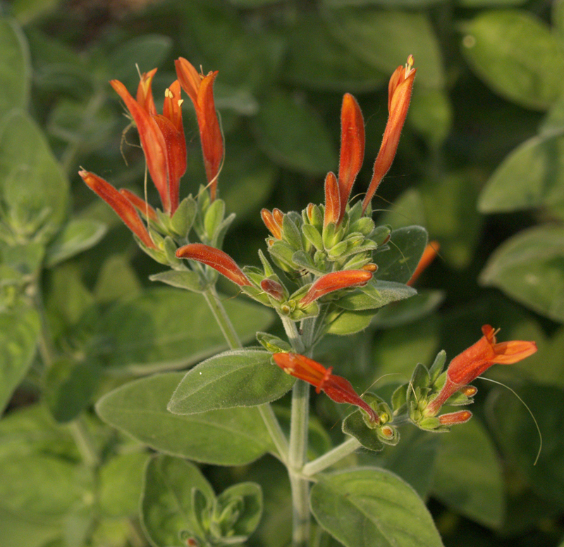 Dicliptera suberecta (hummingbird plant)