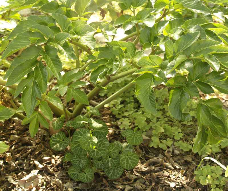 trailing Dutchman's pipe under Angelica pachycarpa 