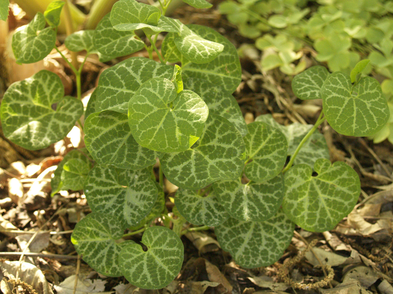 trailing Dutchman’s pipe (Aristolochia fimbriata) 